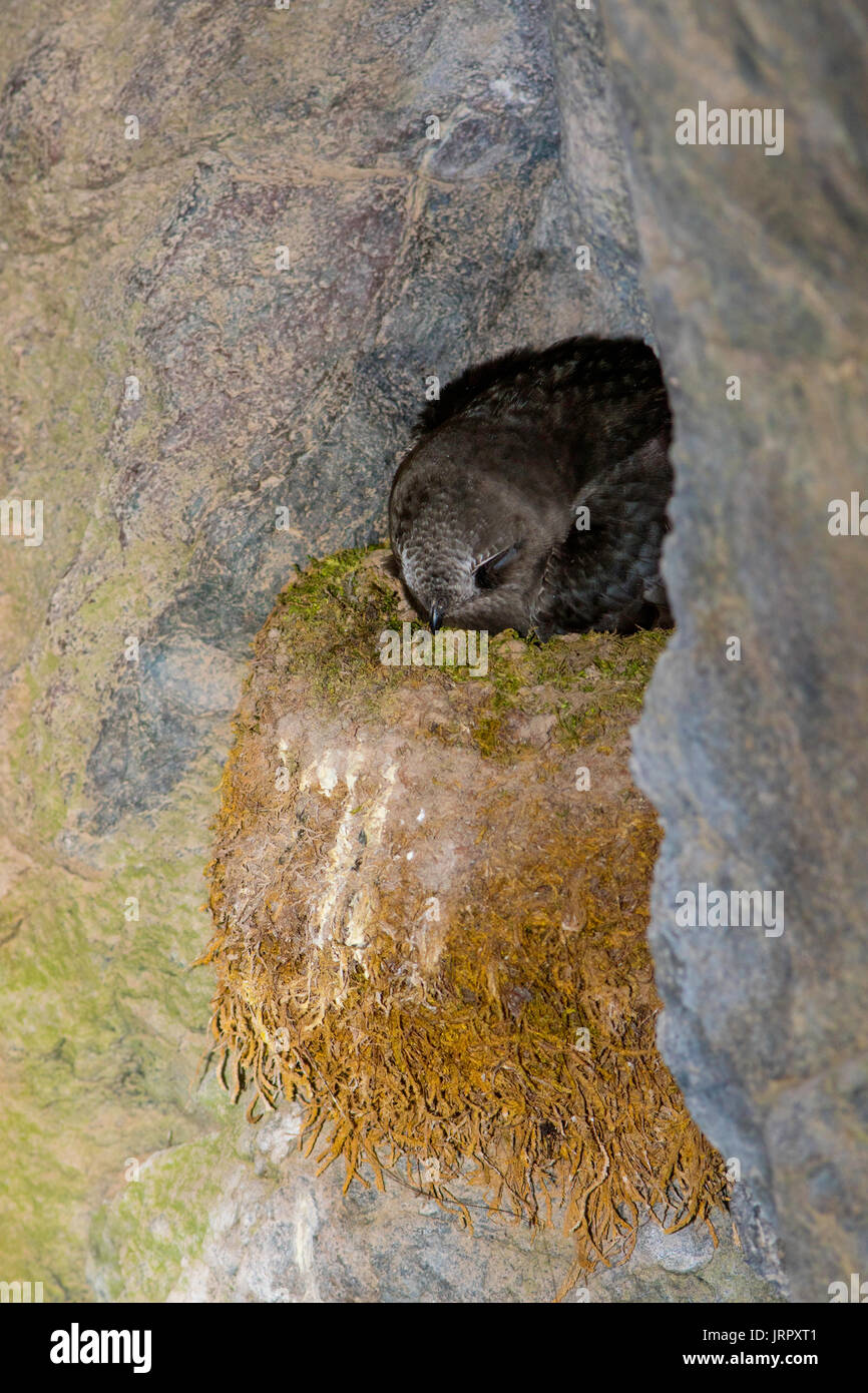 Black Swift  Cypseloides niger Box Canyon Falls, Ouray County, Colorado, United States 29 June 2017      Adult on nest.       Apodidae Stock Photo