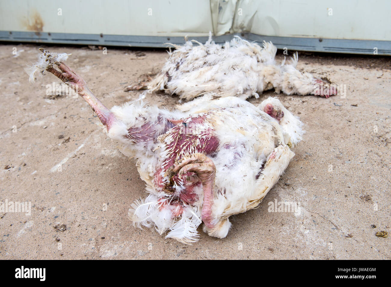 Dead chicken from avian influenza in farm. Stock Photo