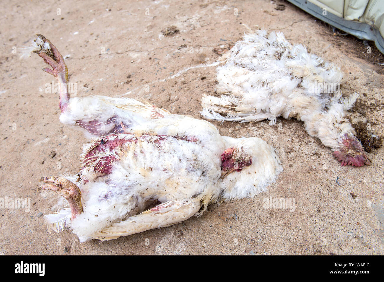 Dead chicken from avian influenza in farm. Stock Photo