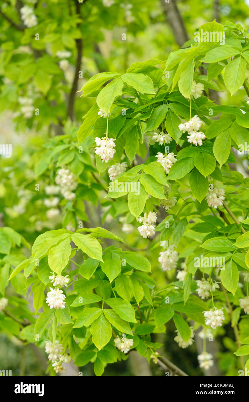 Caucasian bladdernut (Staphylea colchica) Stock Photo