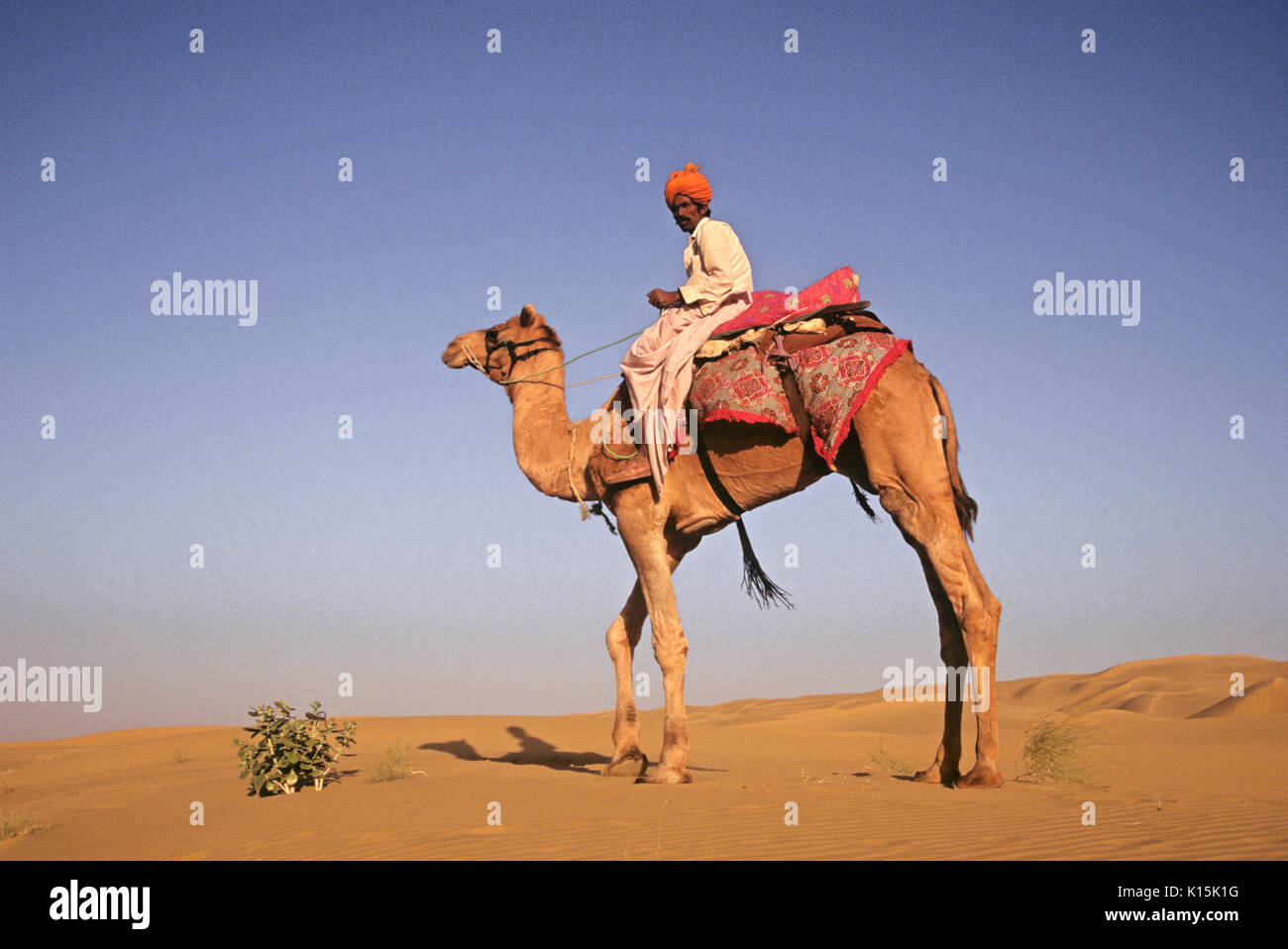 Camel and rider on Dunes of Sam near Jaisalmer, Rajasthan, India Stock Photo