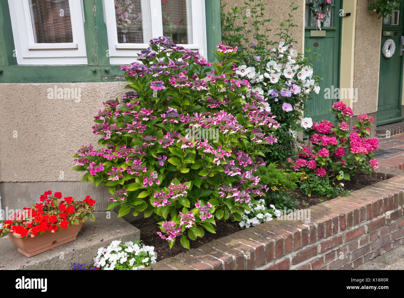 Hydrangea (Hydrangea), common hibiscus (Hibiscus syriacus) and buzy Lizzies (Impatiens walleriana) Stock Photo