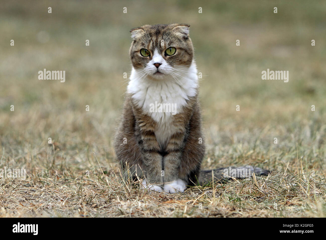 Scottish fold cat, Alsace, France, July. Stock Photo