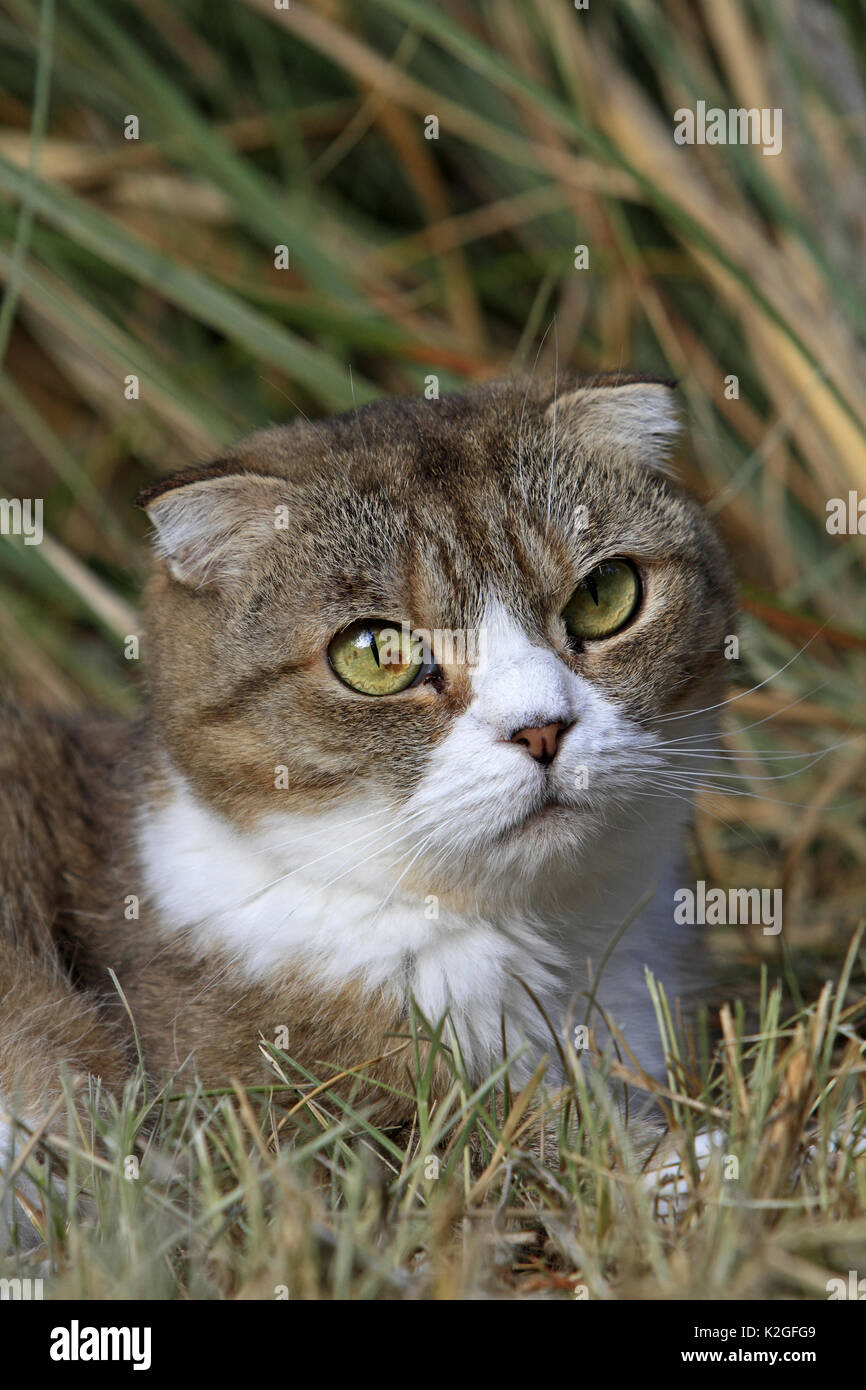 Scottish fold cat portrait. Alsace, France Stock Photo