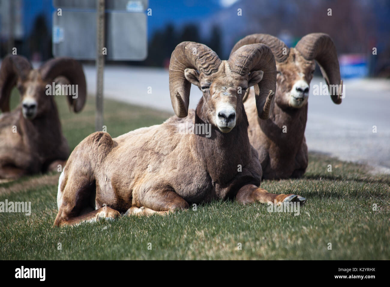 Ram's Roadside, the Village of Radium Hotsprings Stock Photo