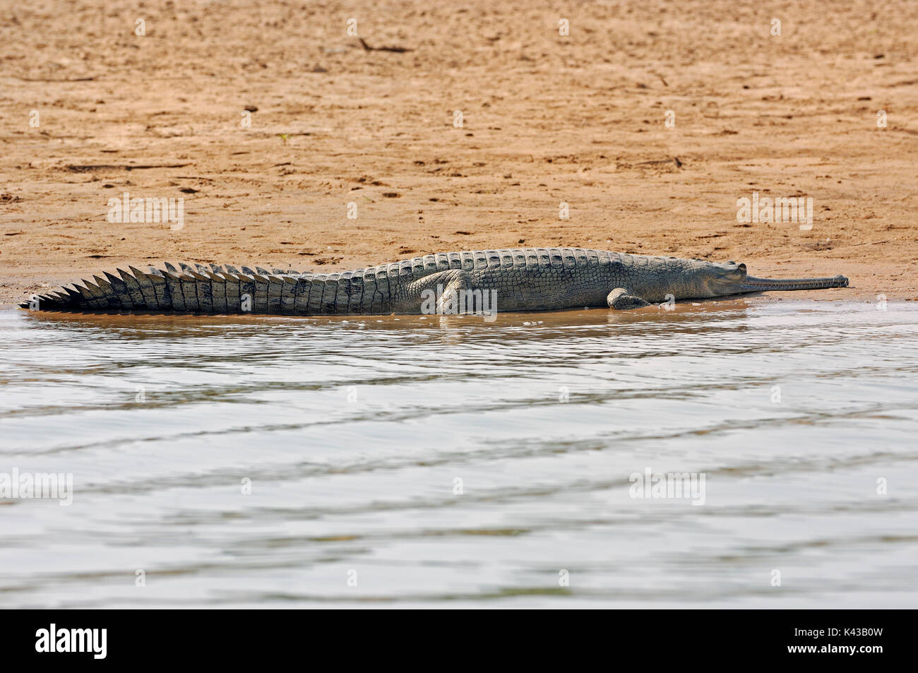 Indian Gharial lying at river shore, Uttar Pradesh, India / (Gavialis gangeticus) | Ganges-Gavial, Uttar Pradesh, Indien / (Gavialis gangeticus) Stock Photo