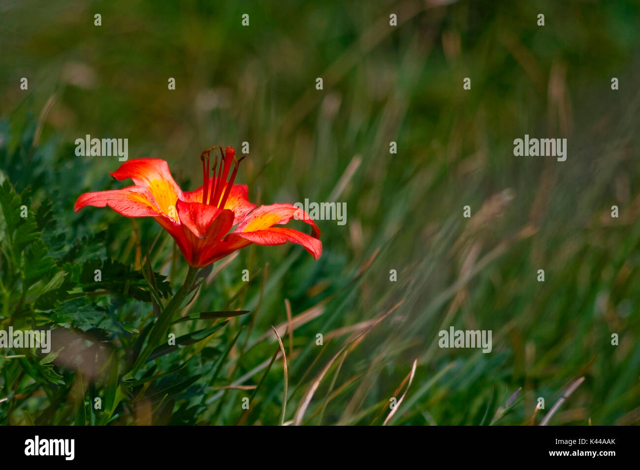 Red lily (Lilium bulbiferum) is also called Lily of St. John because blooms in late June. Cesce wild on the grassy slopes of the mountains and sunny Italian; It is located in the glades, on the edge of the woods and pastures subalpine from 500 to 1800 m. Stock Photo