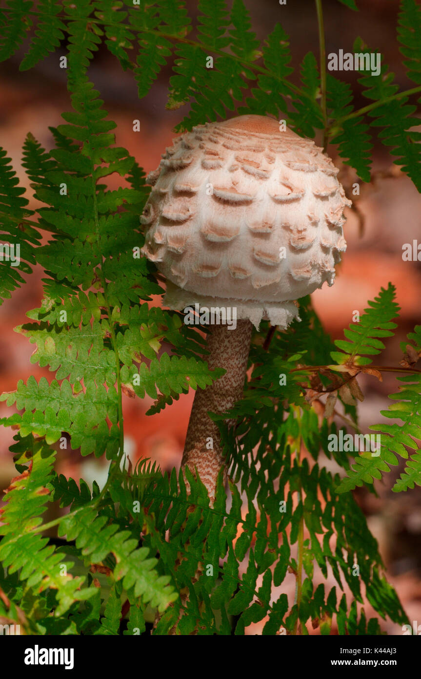 Mushroom in a woodland in autumn on the ferns. Aveto valley, Genoa, Italy, Europe Stock Photo