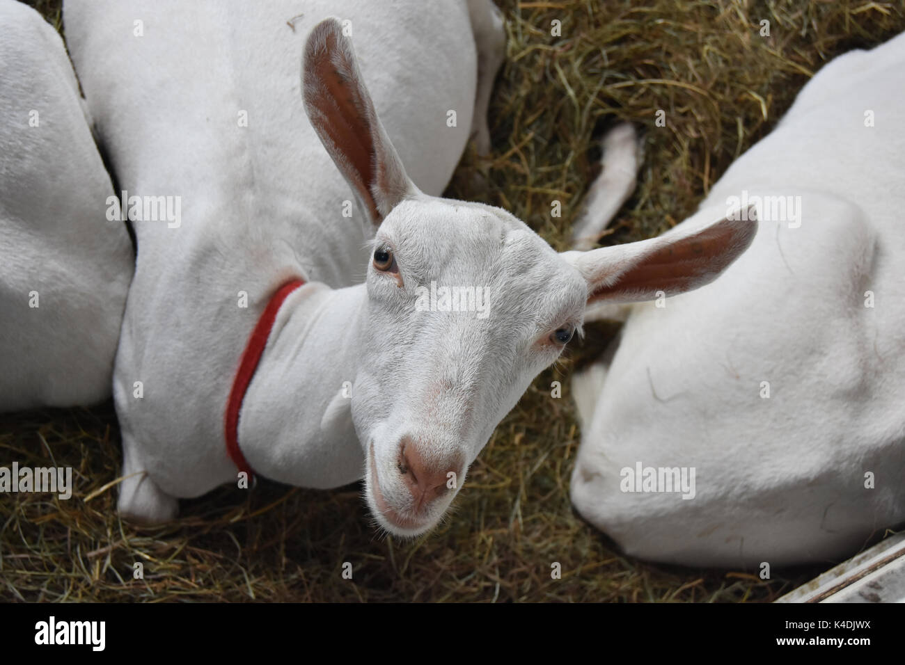 White goats in a pen Stock Photo