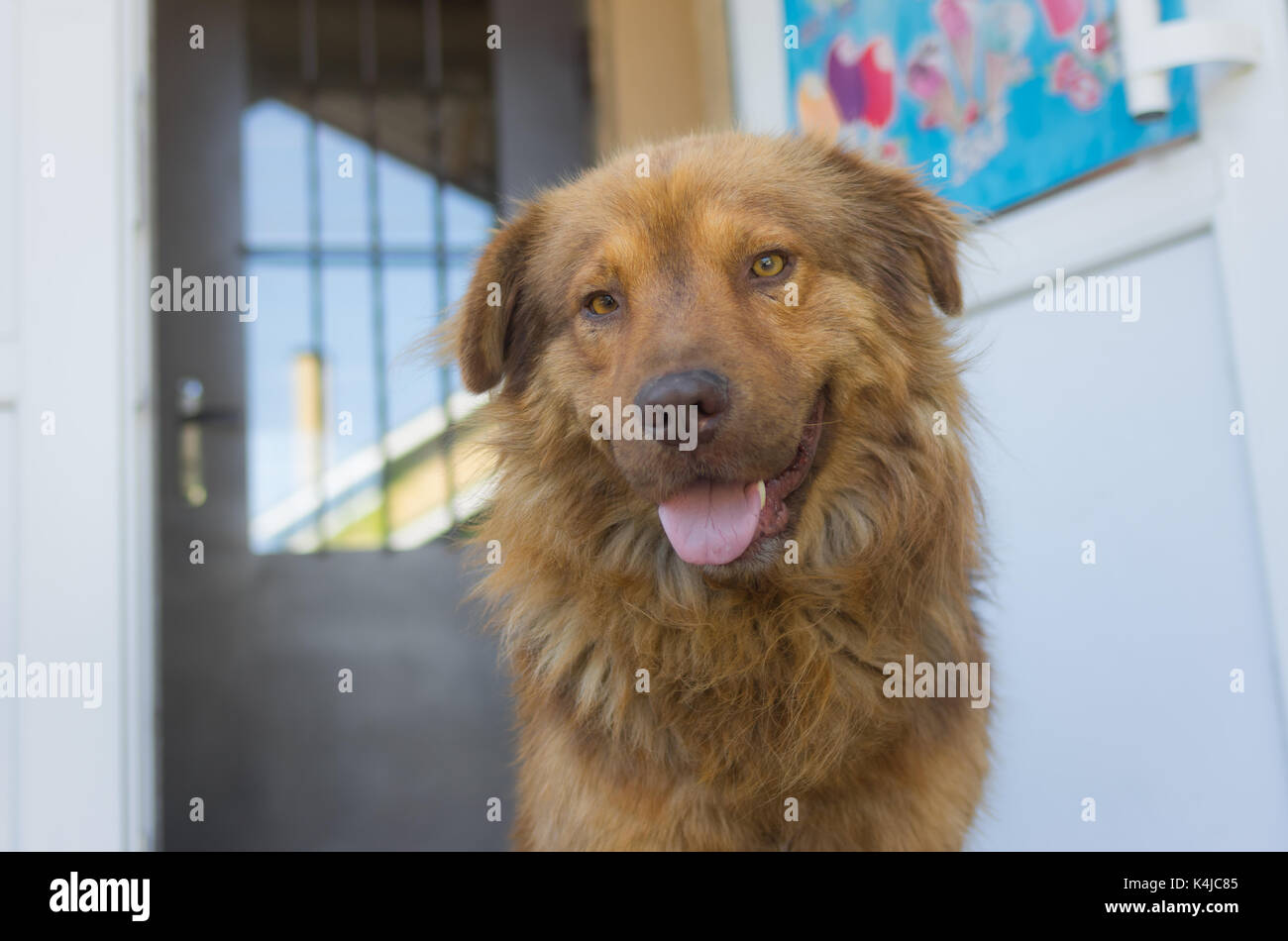 Portrait of cross-breed of German and Caucasian Shepherd Dog standing against shop entry Stock Photo