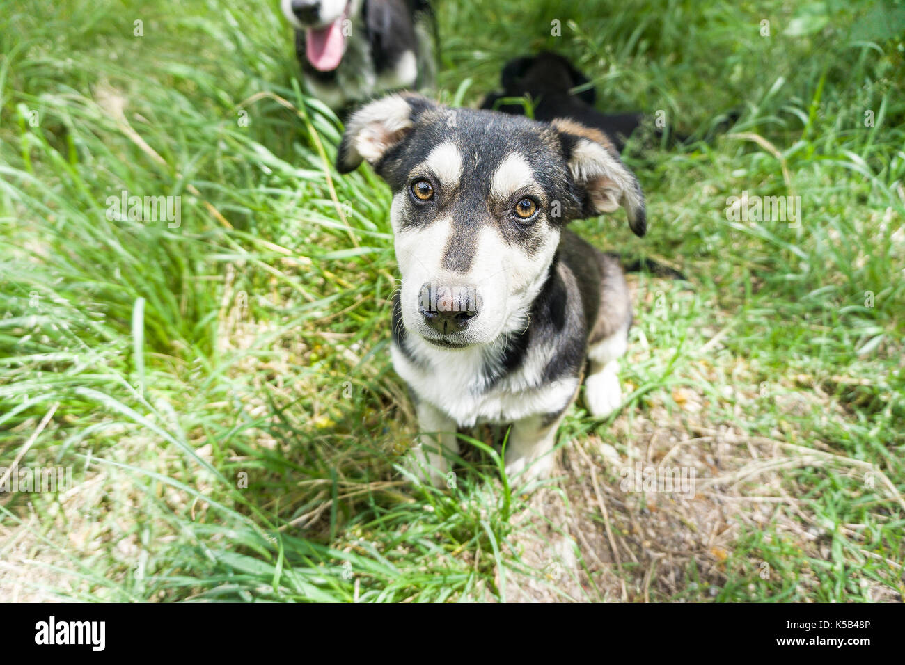 dog, young German shepherd cross with Husky on a green young grass Stock Photo