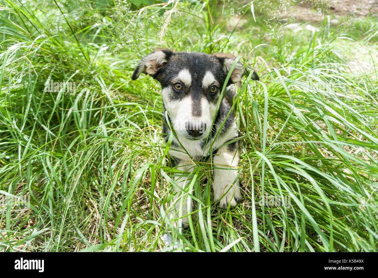 dog, young German shepherd cross with Husky on a green young grass Stock Photo