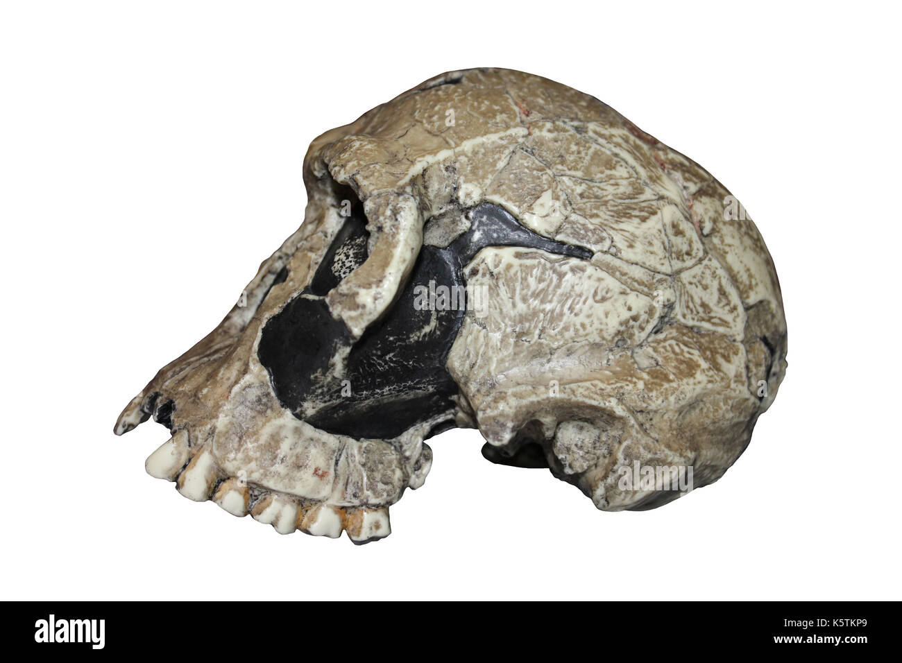 Replica Homo habilis Skull KNM ER 1813 Stock Photo