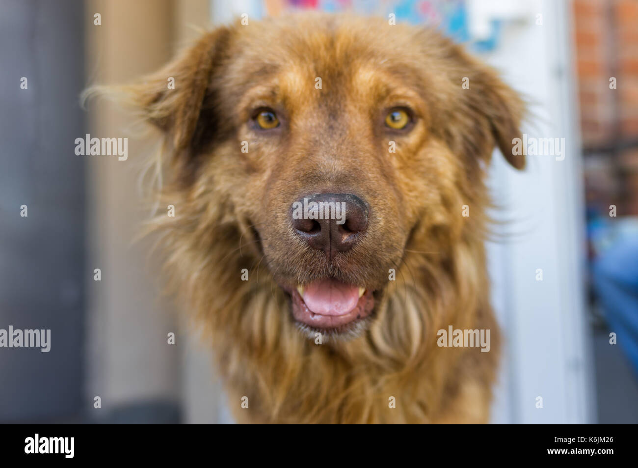 Portrait of cross-breed of German and Caucasian Shepherd Dog closeup Stock Photo