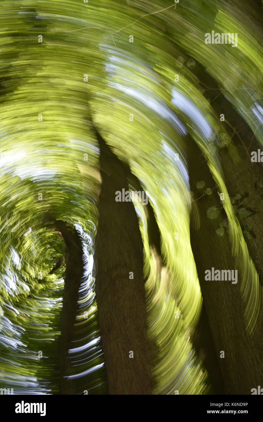 Small-leaved Lime - Tilia cordata Stock Photo