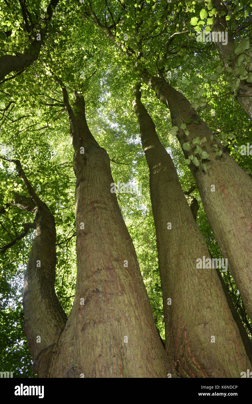 Small-leaved Lime - Tilia cordata Stock Photo