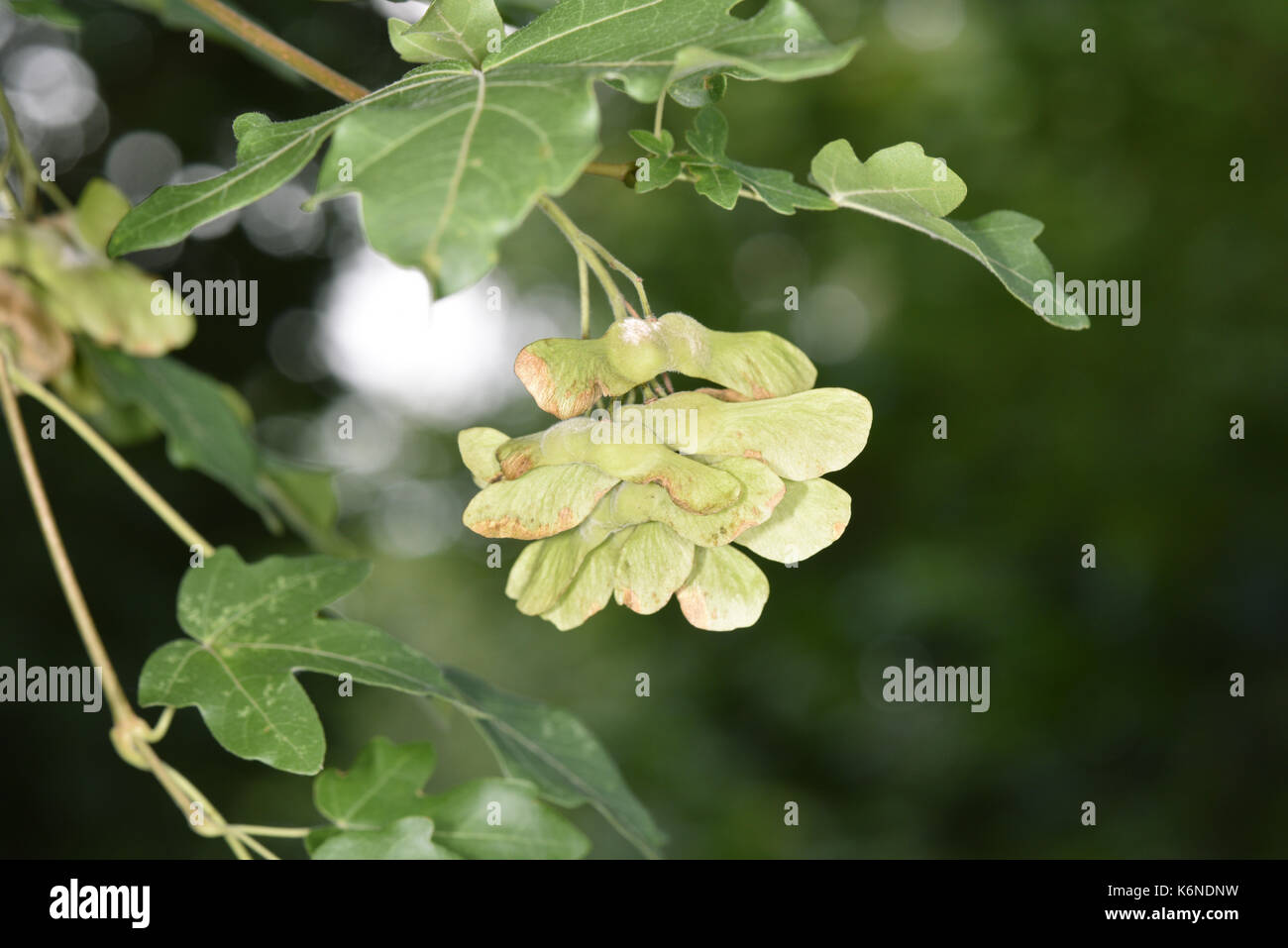 Field Maple - Acer campestre Stock Photo