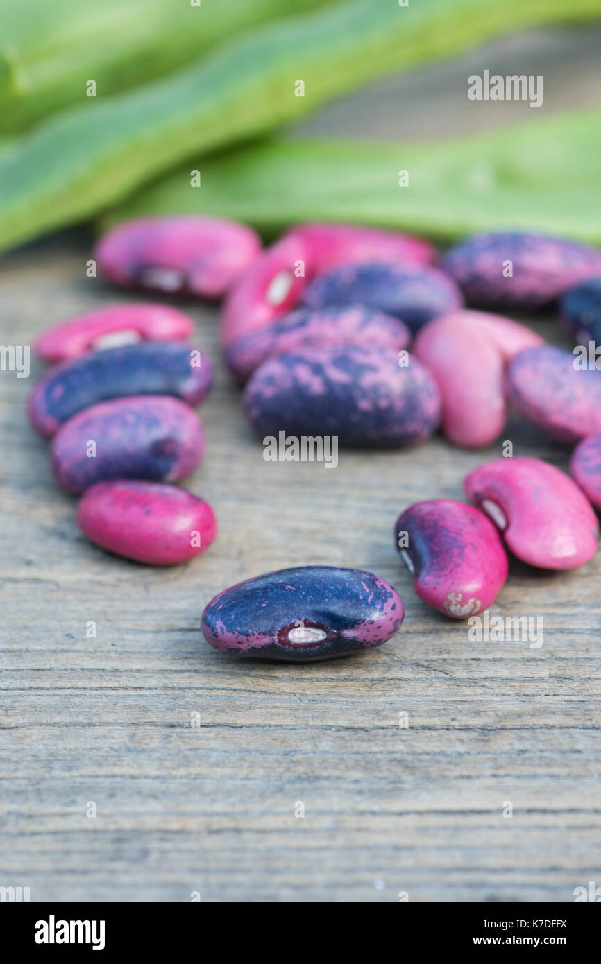 Phaseolus coccineus. Runner bean 'Scarlet Emperor' seeds and seed pods. Stock Photo