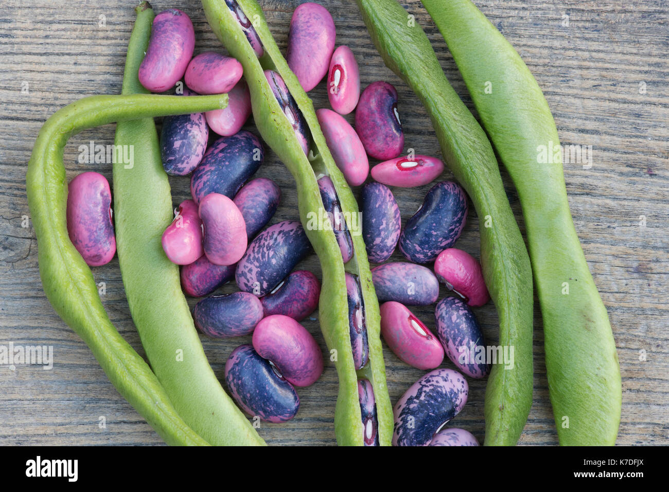 Phaseolus coccineus. Runner bean 'Scarlet Emperor' seeds and seed pods. Stock Photo