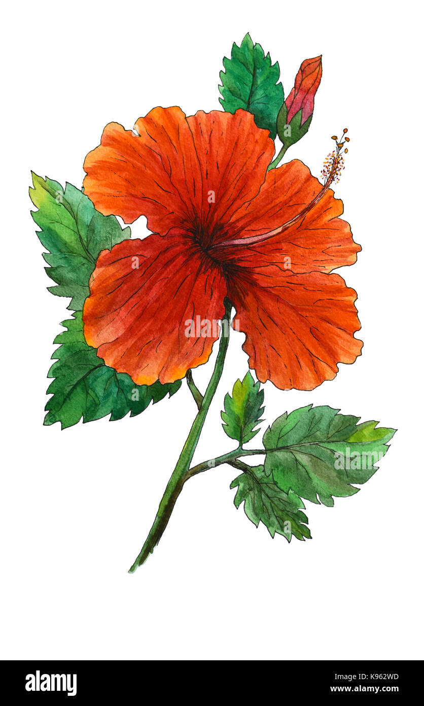 Watercolor original painting of red hibiscus Stock Photo