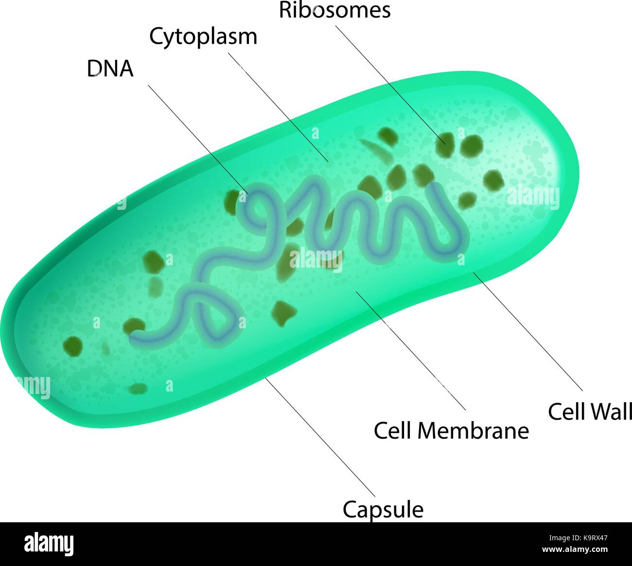 Lactobacillus Diagram