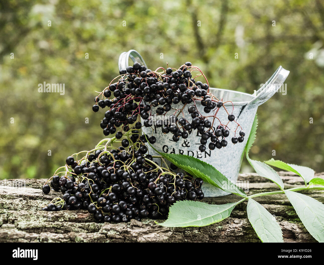 Fresh Sambucus nigra Stock Photo