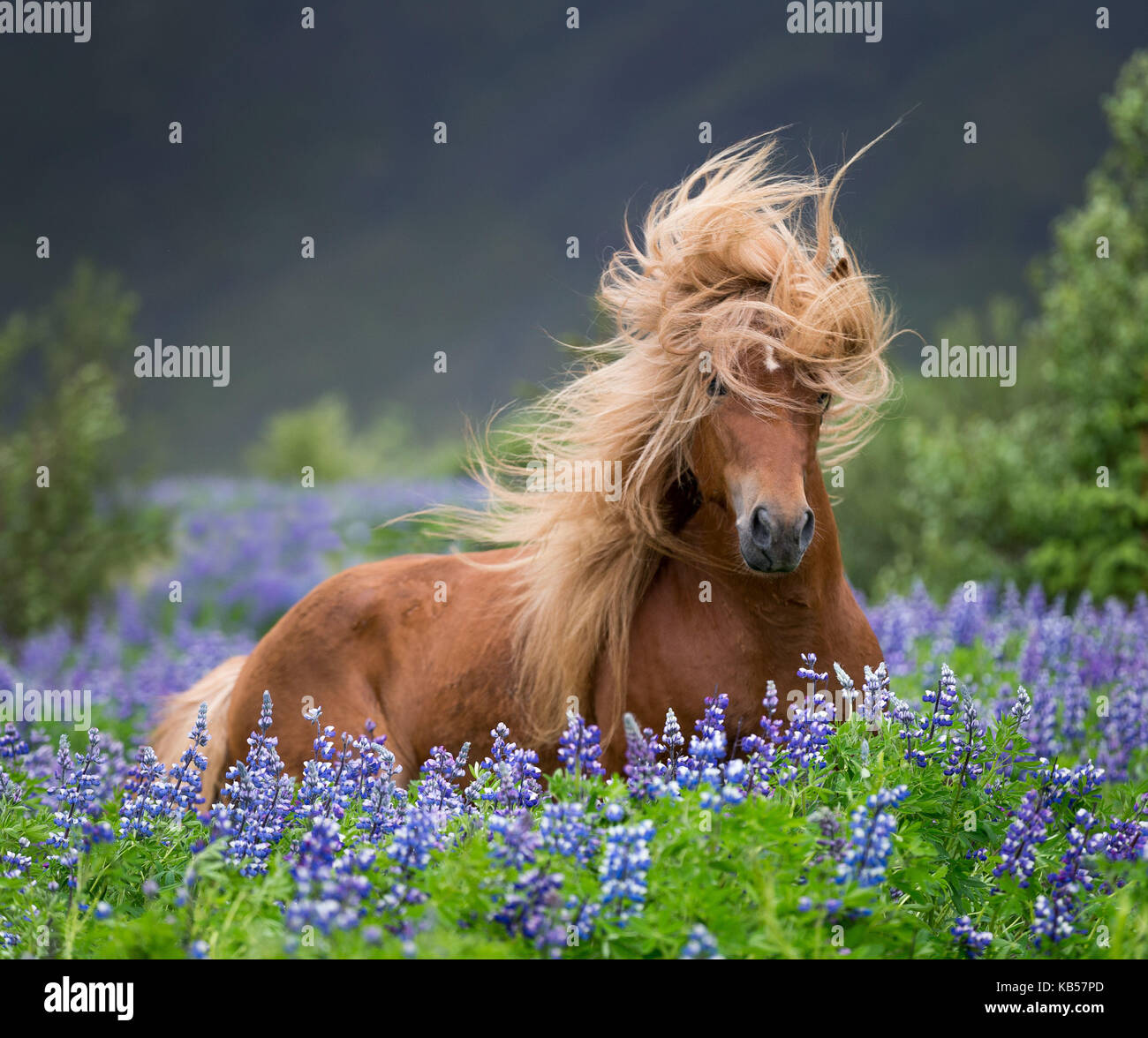 Horse running by lupines, Purebred Icelandic horse in the summertime with blooming lupines, Iceland Stock Photo