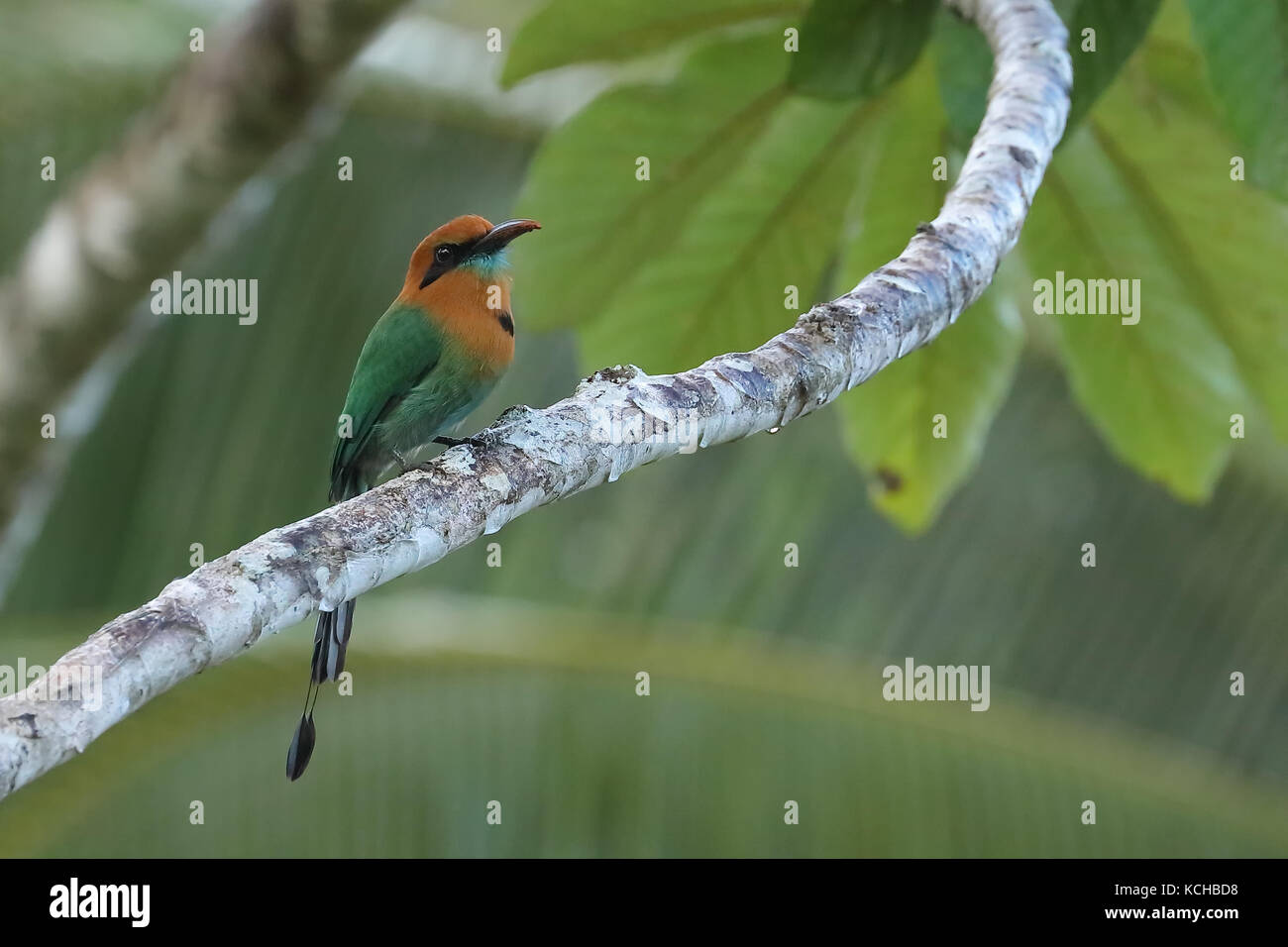 Broad-billed Motmot (Electron platyrhynchum) perched on a branch in Costa Rica Stock Photo