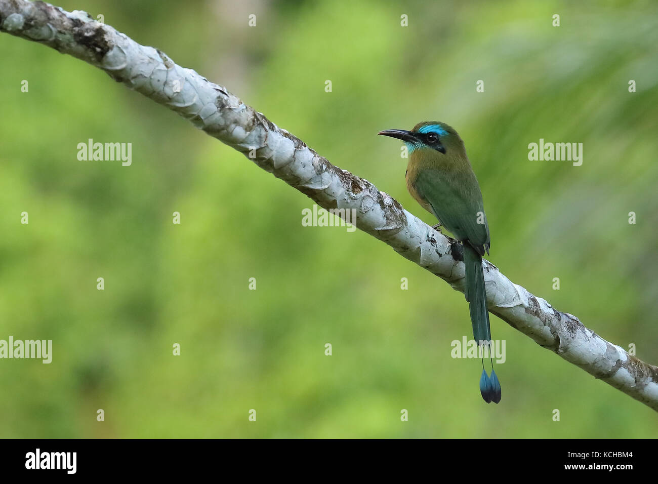 Keel-billed Motmot (Electron carinatum) perched on a branch in Costa Rica Stock Photo