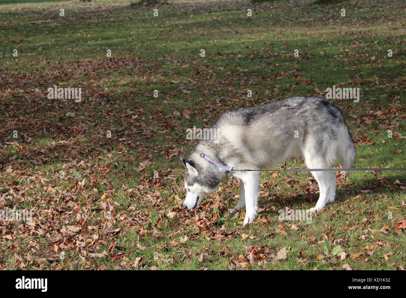 A Siberian Husky Wolf Dog Malamute Sled Dog in the country outside on a nice Autumn fall day Stock Photo