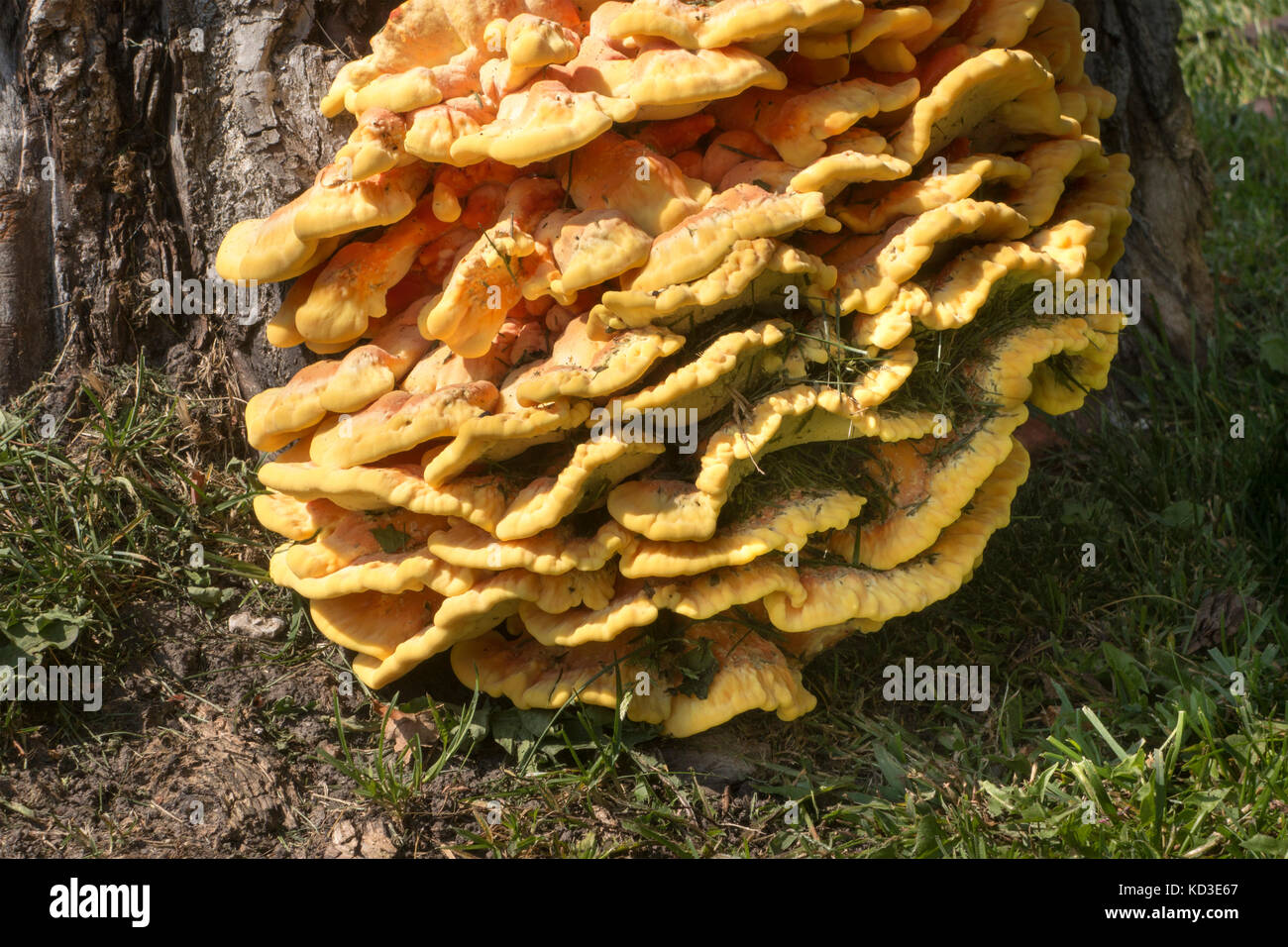 Chicken of the Woods fungi growing at the base of a dead walnut tree. Stock Photo