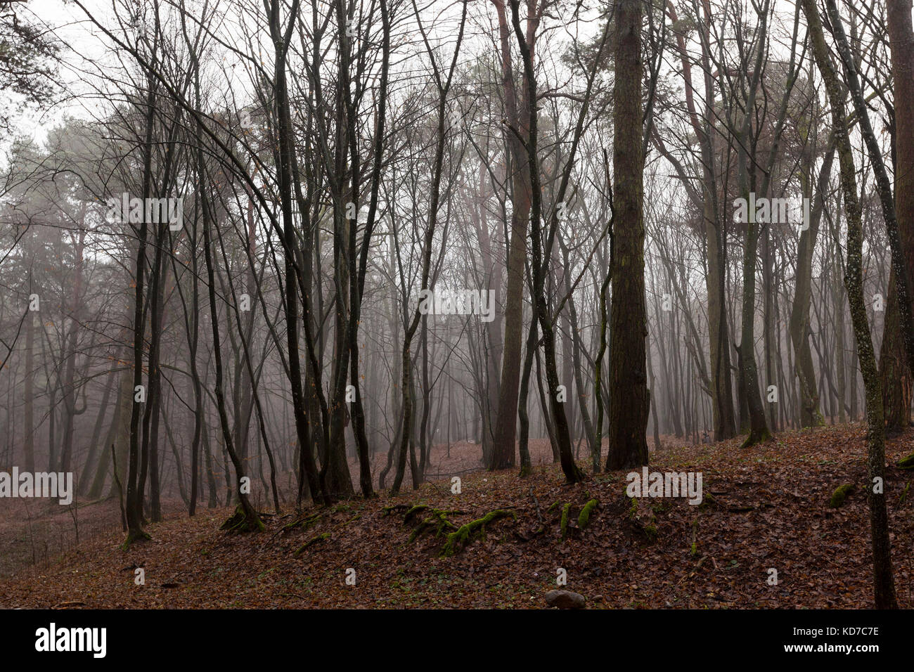 Autumn forest without trees Stock Photo