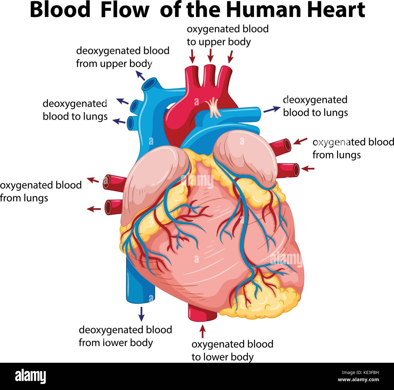 Human Heart Labeled With Arteries