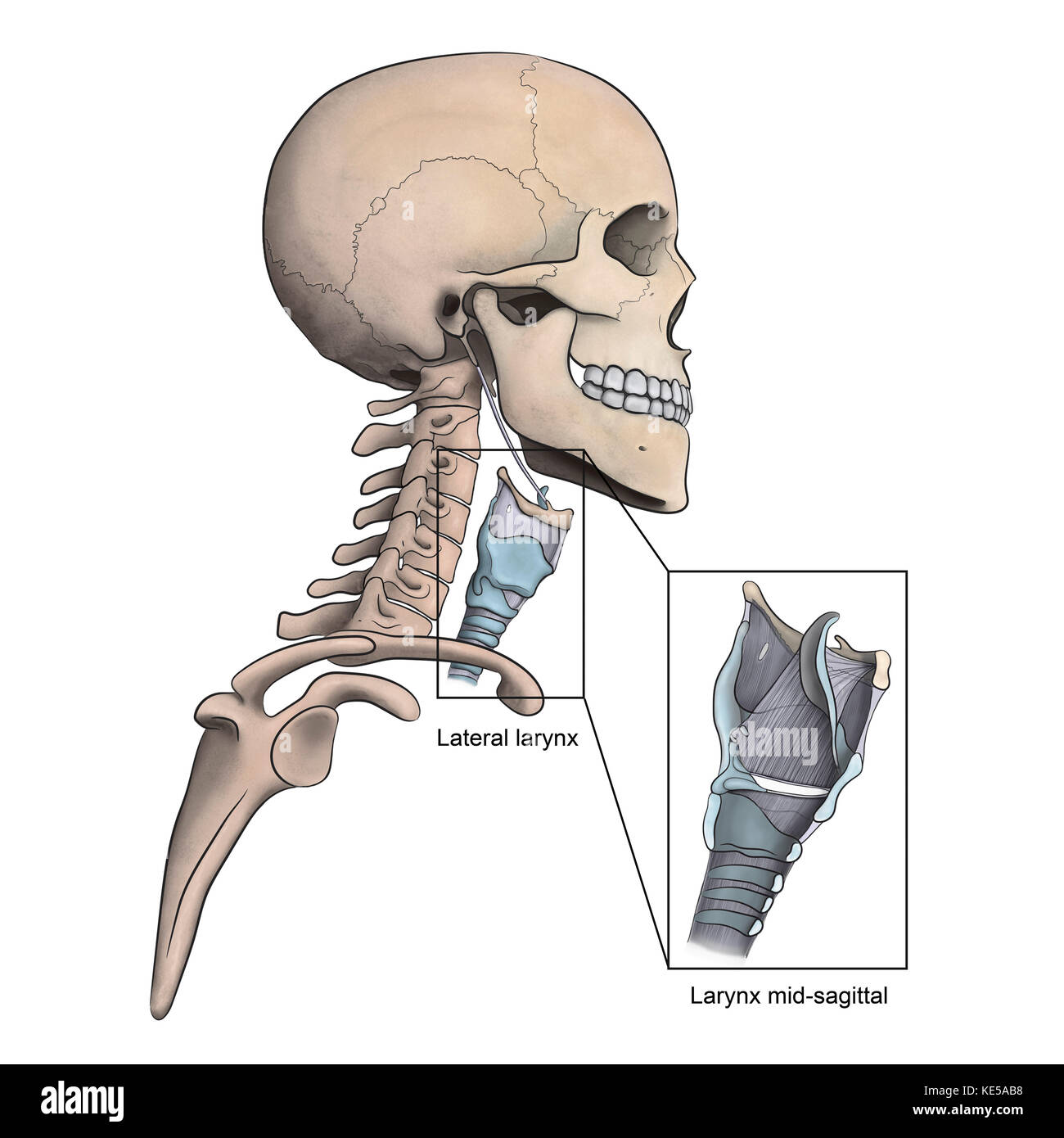 Anatomy And Physiology: Phonation And The Larynx, 44% OFF