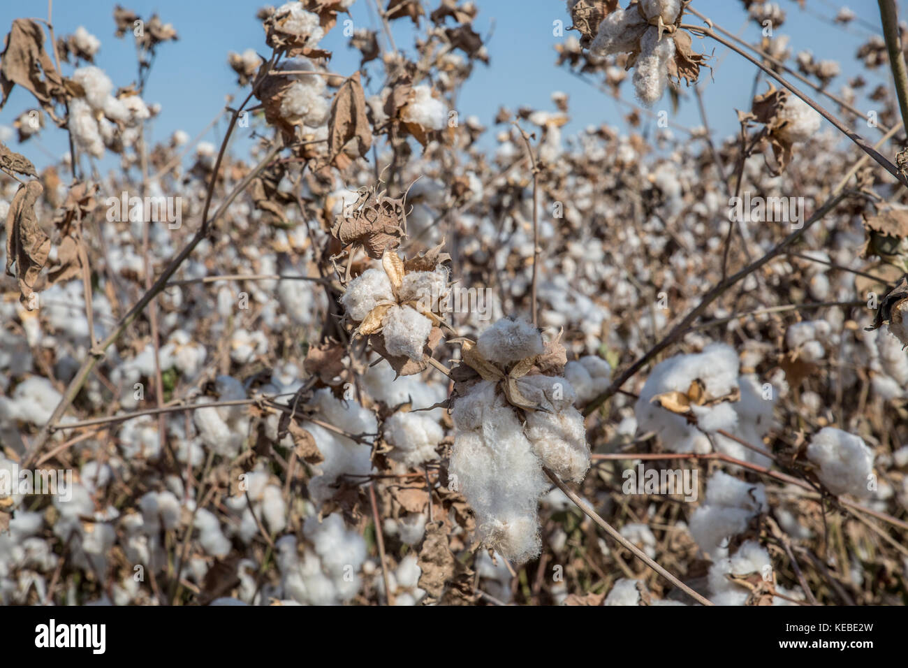 Cotton is a soft, fluffy staple fiber that grows in a boll, or protective capsule, around the seeds of cotton plants of the genus Gossypium. The fiber Stock Photo