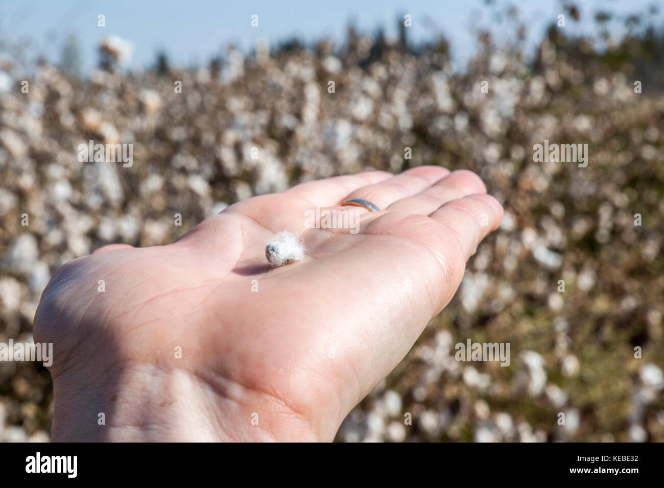 Cotton seed on a palm of a hand in a cotton field Stock Photo