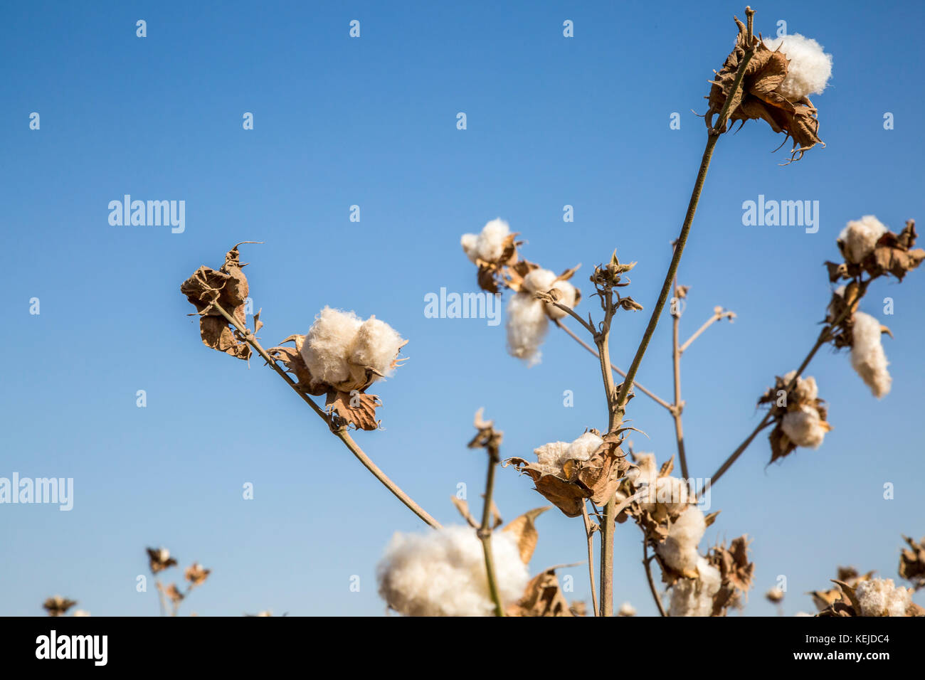 Cotton is a soft, fluffy staple fiber that grows in a boll, or protective capsule, around the seeds of cotton plants of the genus Gossypium. The fiber Stock Photo