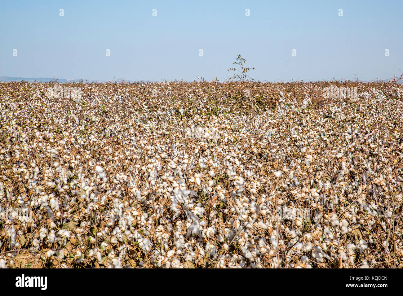 Cotton is a soft, fluffy staple fiber that grows in a boll, or protective capsule, around the seeds of cotton plants of the genus Gossypium. The fiber Stock Photo