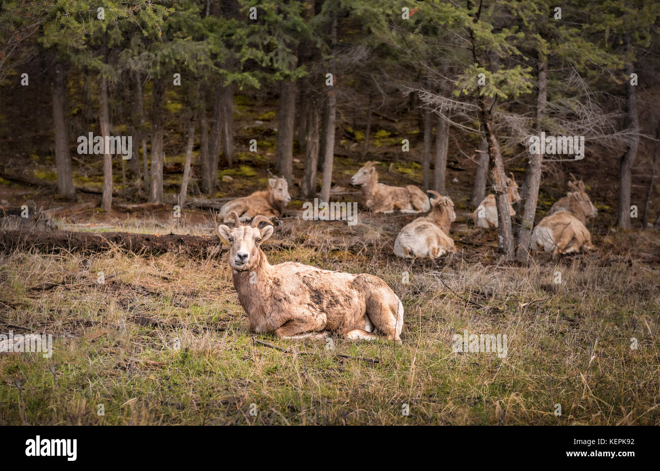 Group of Canadian Baby Mountain Goats Stock Photo