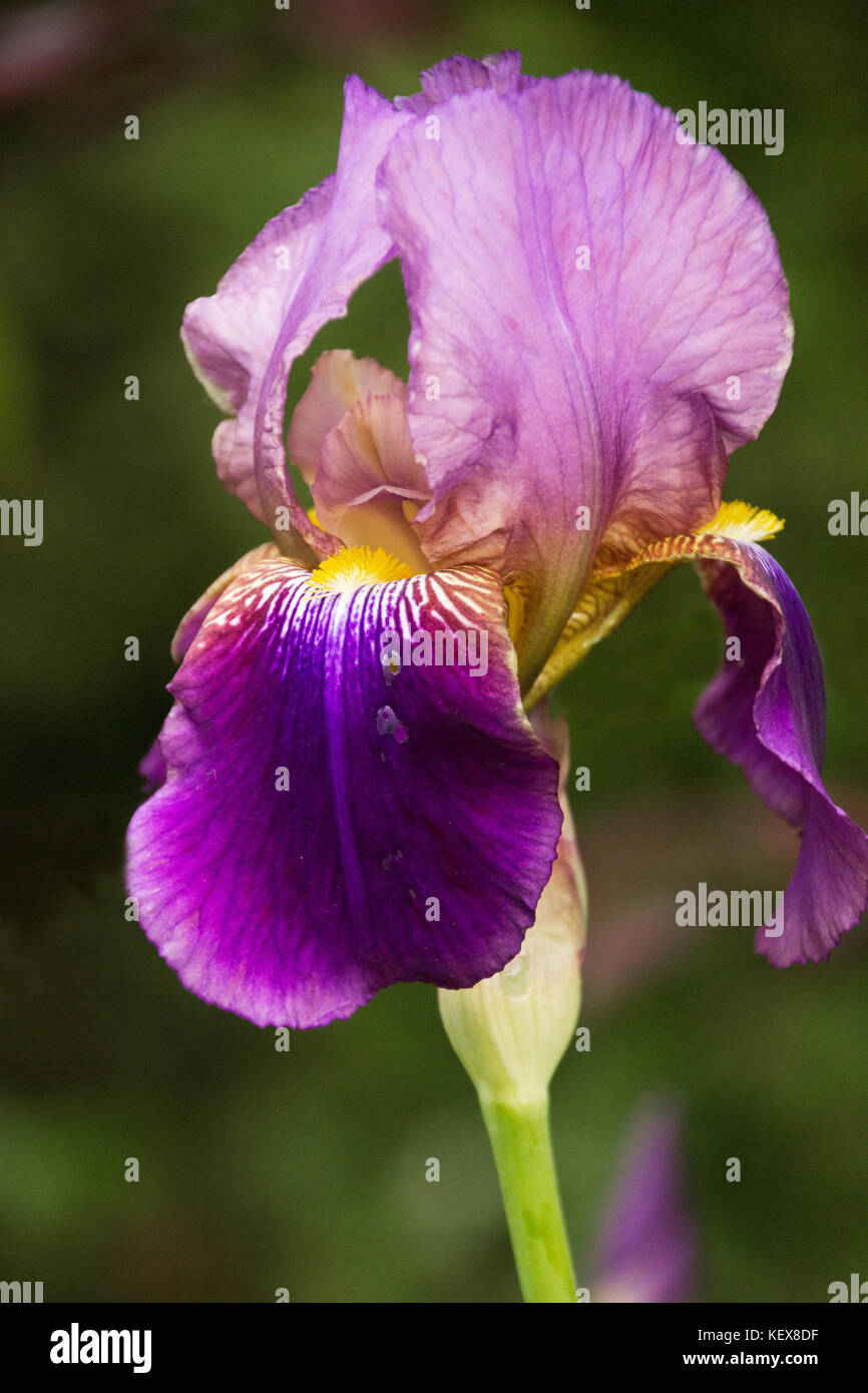 Iris State Flower of Croatia Stock Photo