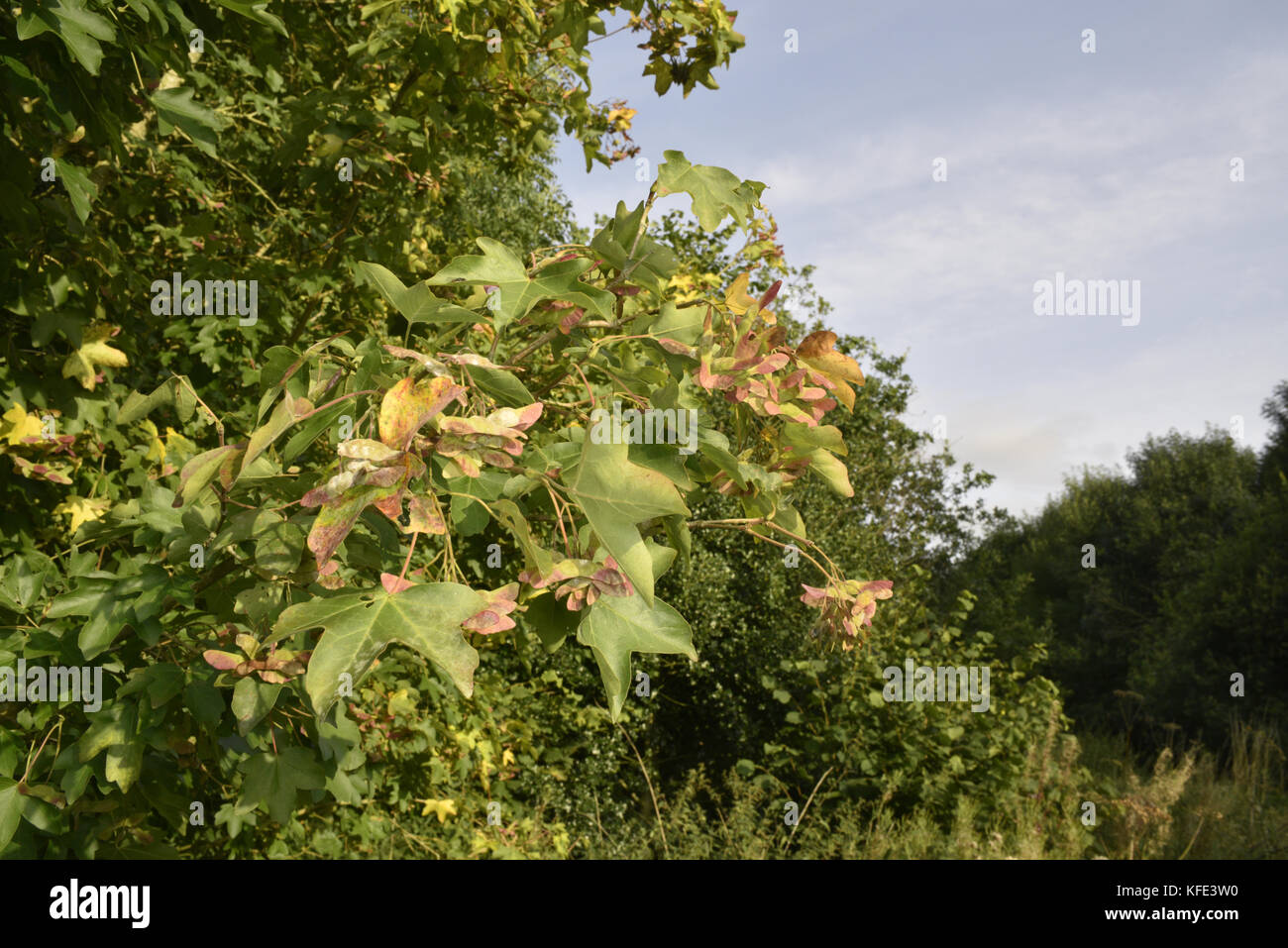 Field Maple - Acer campestre Stock Photo