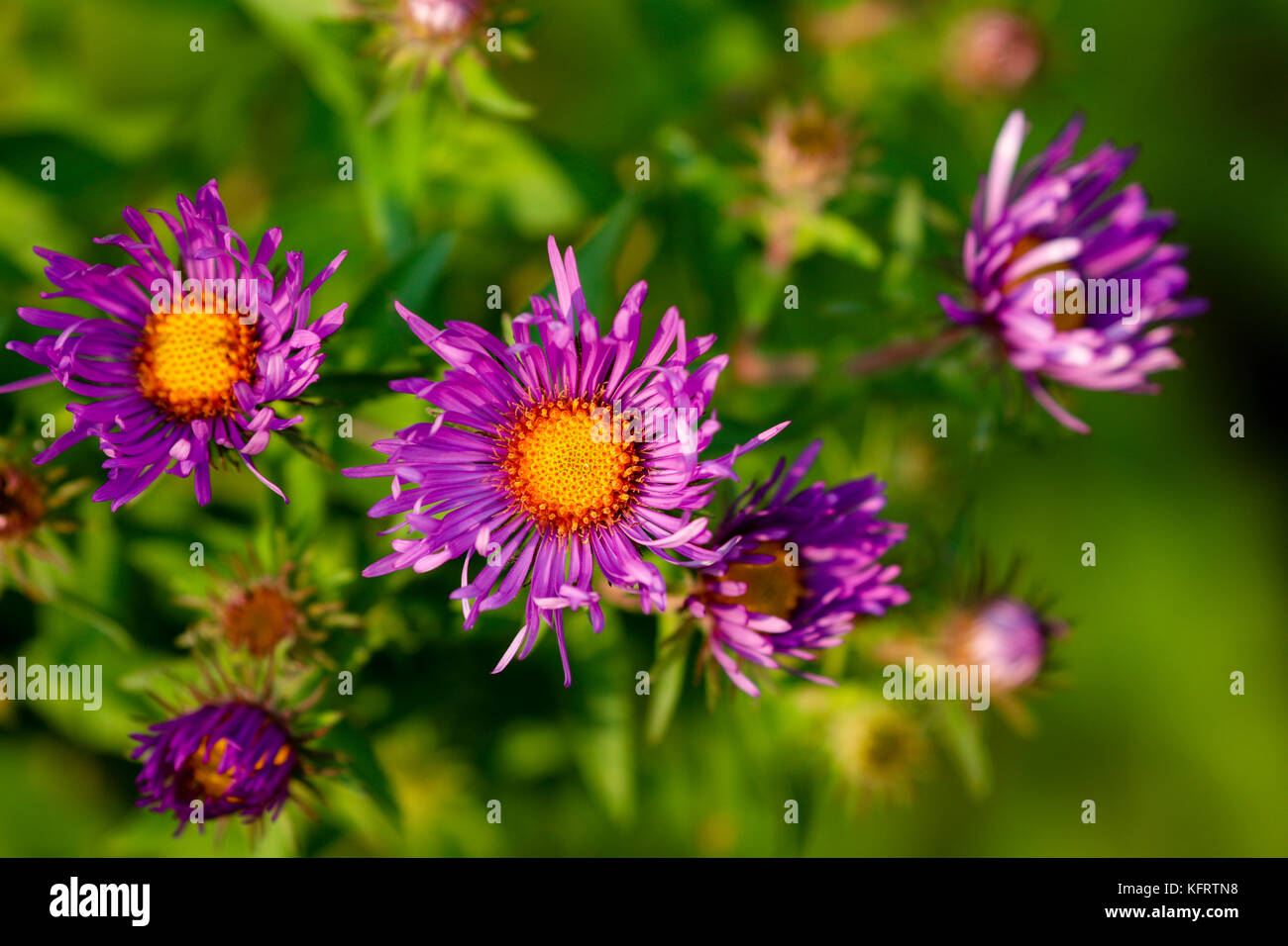 New England Aster (Symphyotrichum novae-angliae), Dodge Nature Center, Mendota Heights, Minnesota, USA Stock Photo