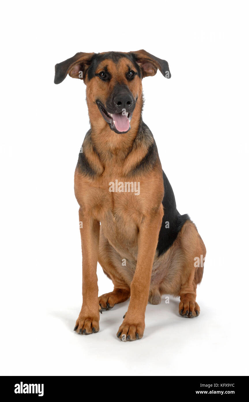 DOG. German Shepherd cross Doberman sitting down Stock Photo