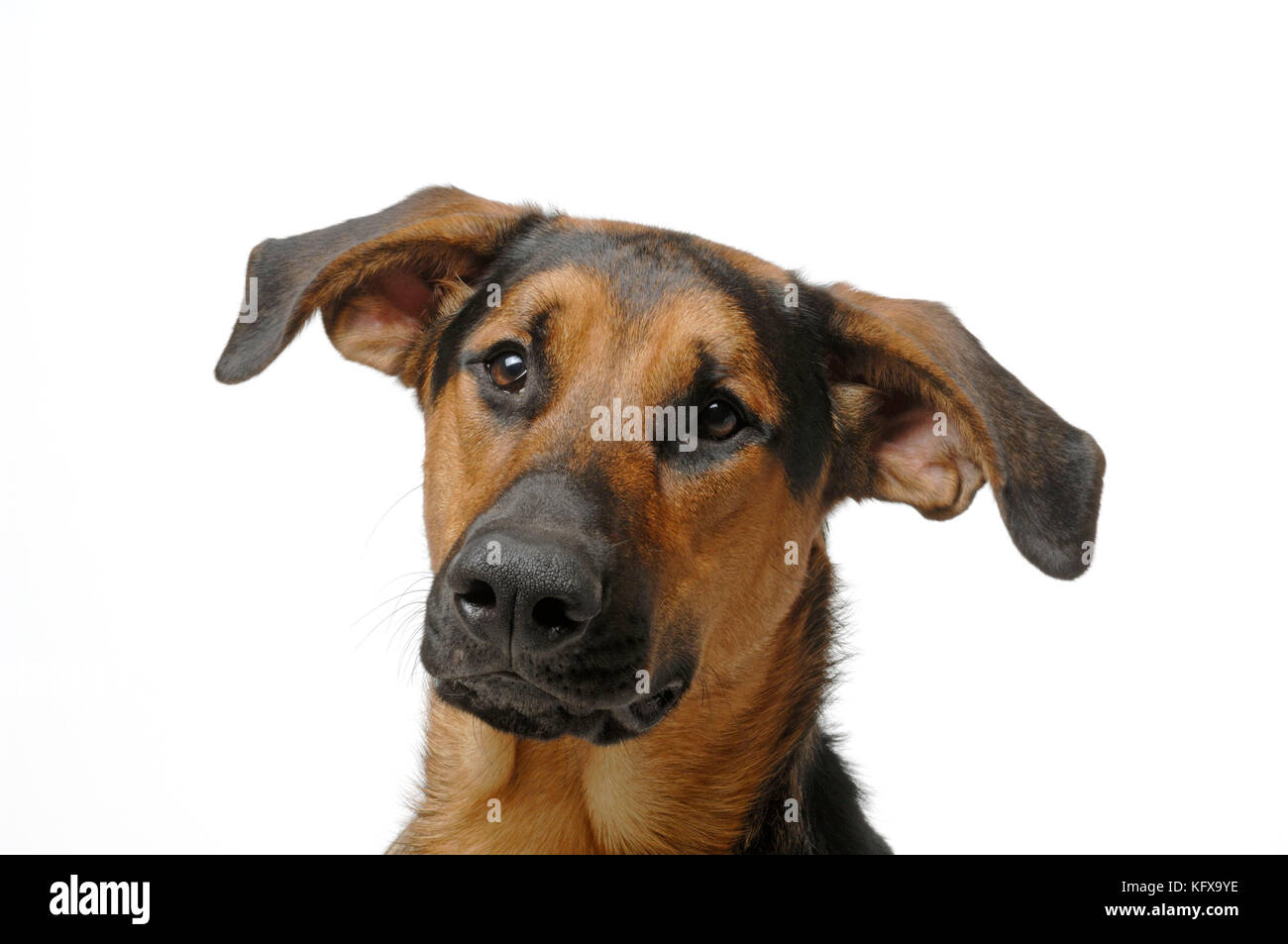 DOG. German Shepherd cross Doberman Stock Photo