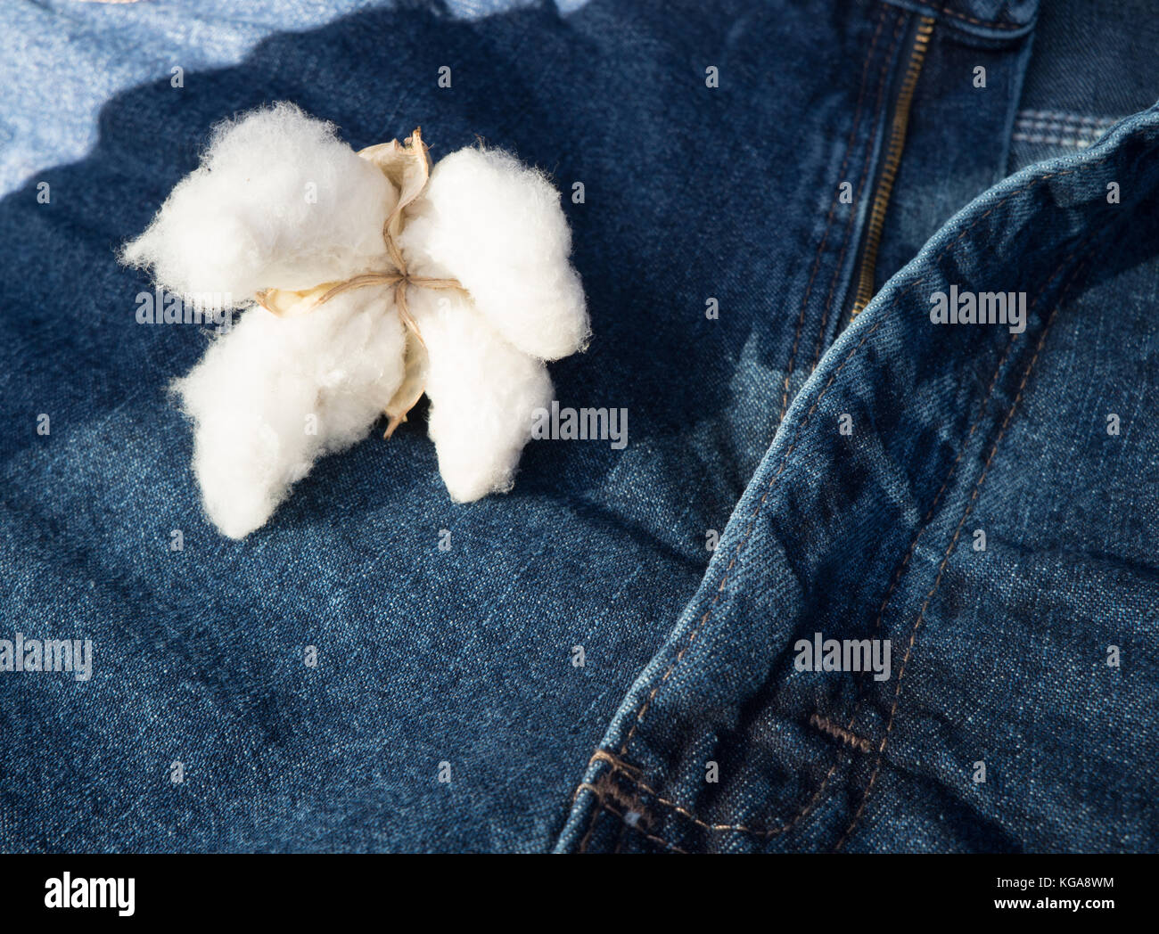 A mature boll of Cotton on blue jean background Stock Photo