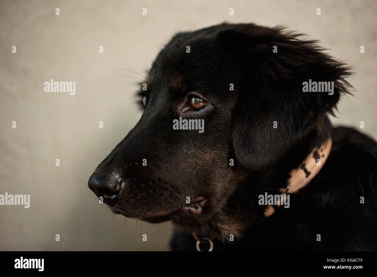 German Shepherd cross Labrador Retriever puppy Stock Photo