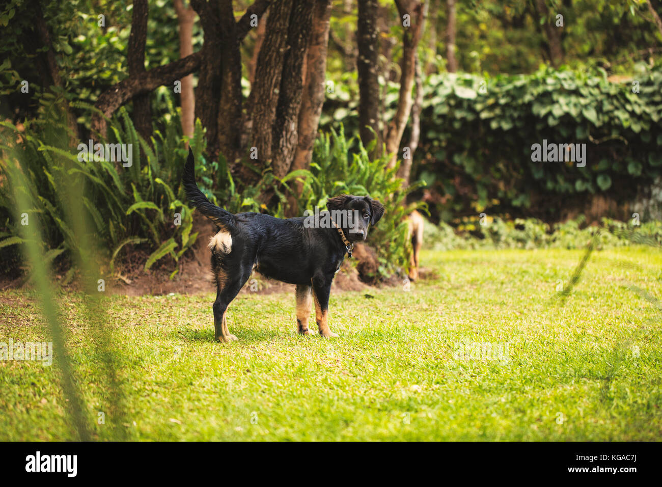 A german shepherd cross Labrador Retriever puppy, looking at the camera in a backyard. Stock Photo