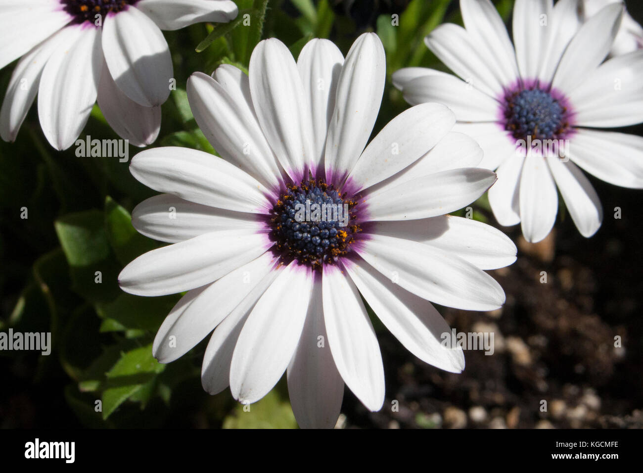 African Daisies Stock Photo