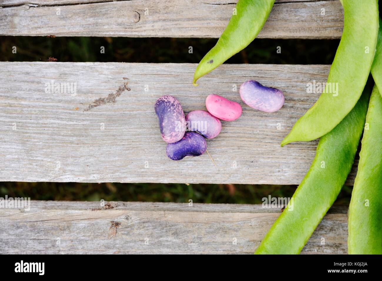 Phaseolus coccineus, Runner Bean 'Enorma'  pods and seeds, Wales, UK Stock Photo