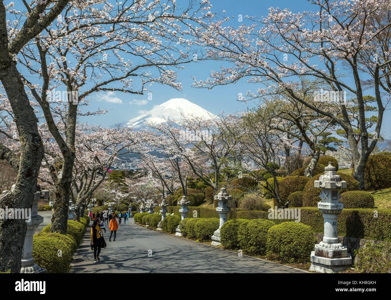 Japan, Gotemba City, Cherry Blossoms and Mount Fuji *** Local Caption *** avenue, Cherry Blossoms, Gotemba City, japan, lanterns, Mount Fuji, spring,  Stock Photo